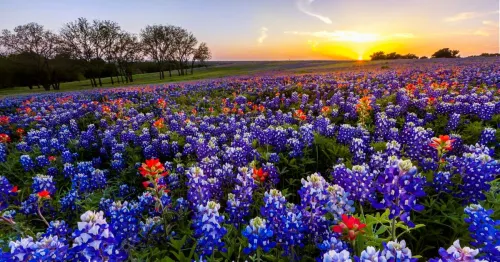 Bluebonnets in the Texas Hill Country